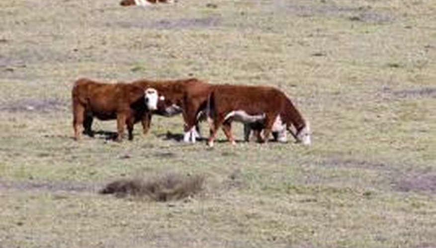 Triclopyr is listed for use in livestock grazing areas.