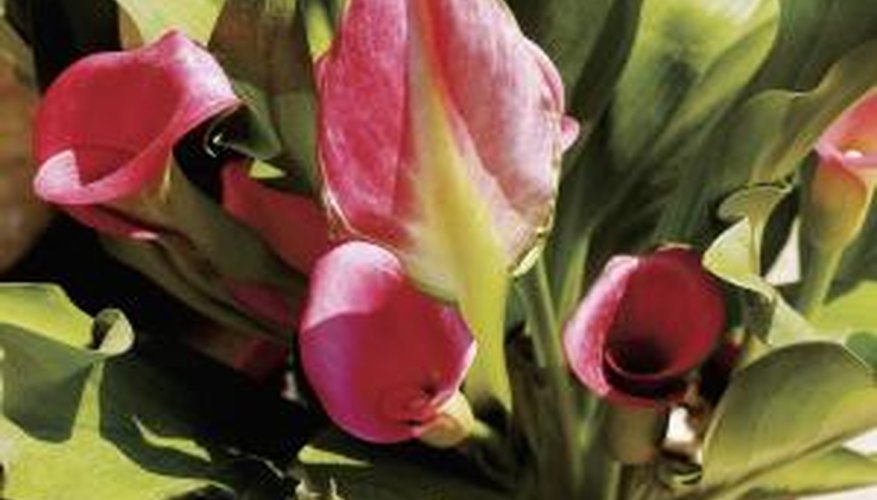 Thrips, aphid eggs and mealy bugs are tiny insects that attack calla lilies.