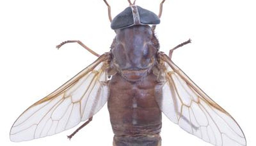 Culture blue bottle flies at home for an ever-ready food source for reptiles.