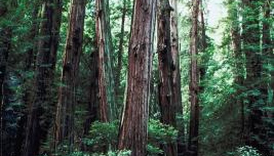 Coniferous forests, such as Muir Woods, are home to the world's oldest trees.