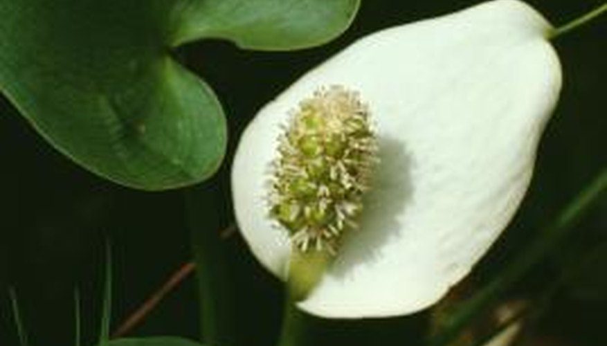 The white-flowered type of calla lily prefers moist conditions.