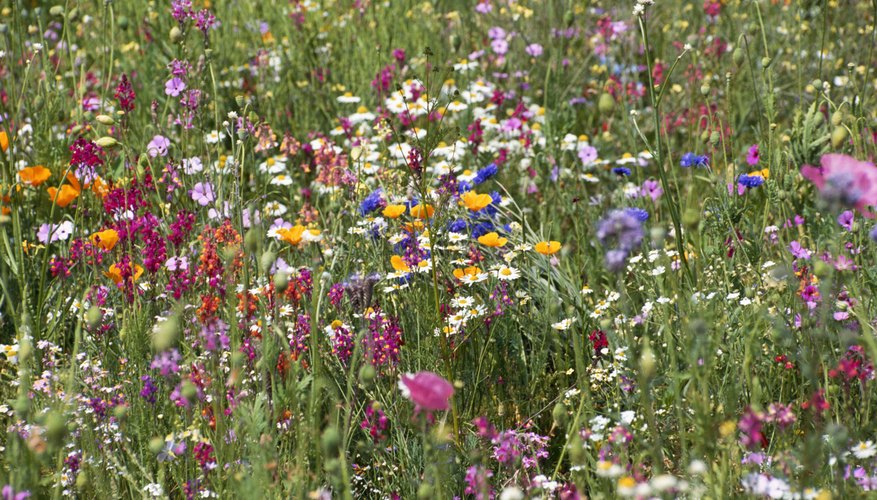 Flowers of Beauty