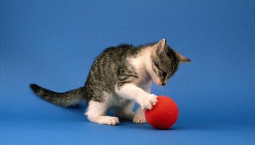 house cat tail quiver meaning house cat tail quiver meaning