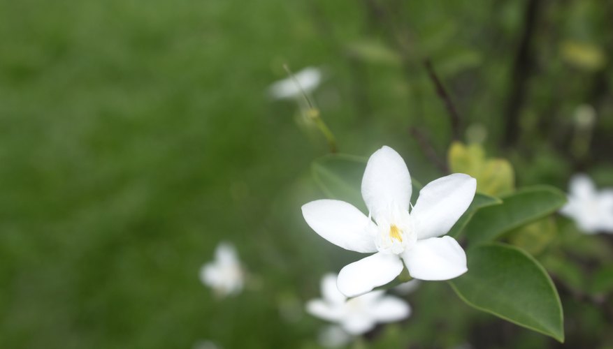A stephanotis flower in a garden.