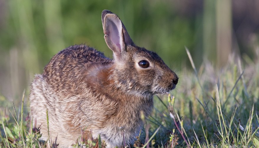 What Kind Of Animals Are In Texas North Central Plains Region Sciencing   148317514 