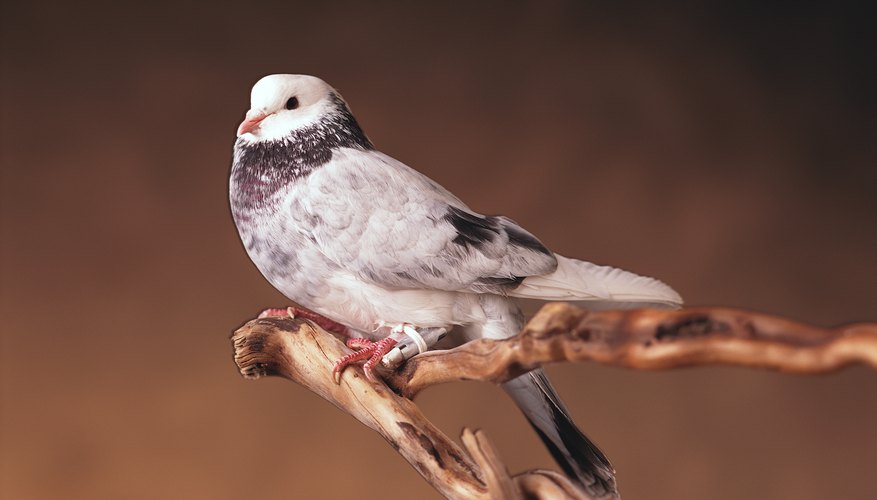 Carrier pigeons helped people communicate before the invention of the printing press.