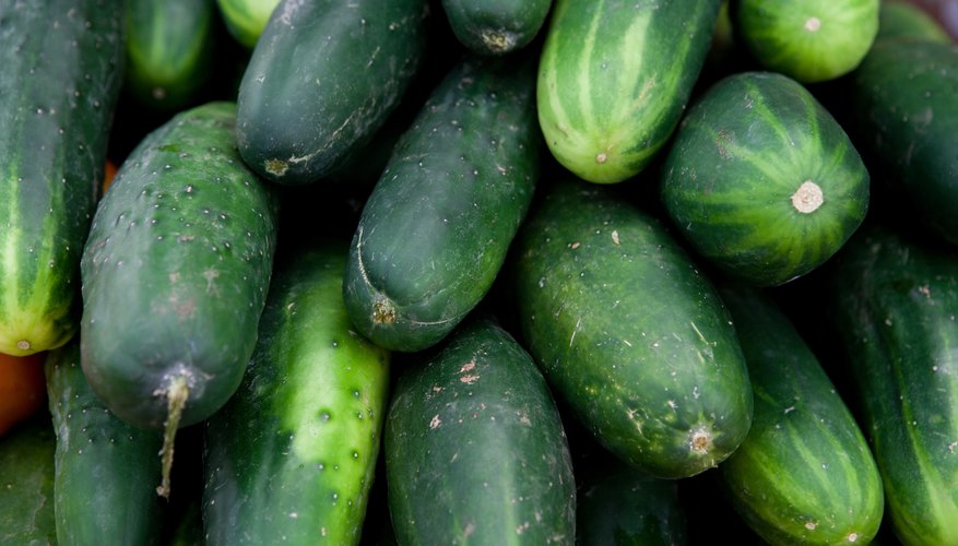 Cucumbers were a favorite vegetable of the Babylonians.