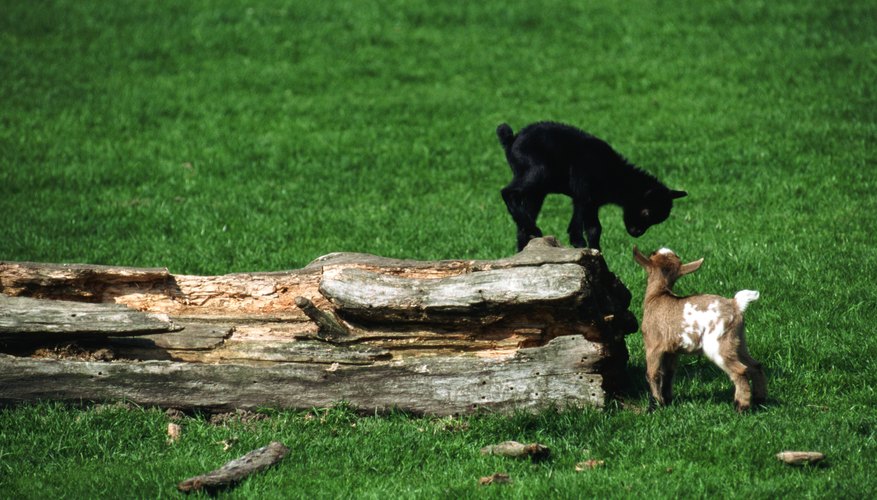 Photo Credit: John Foxx/Stockbyte/Getty Images Goats are good because they require less space.