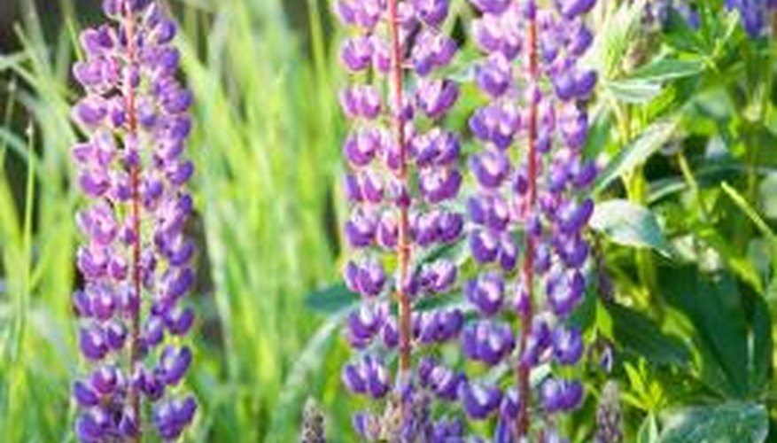Cutting back lupins correctly can cause more flowers to bloom.