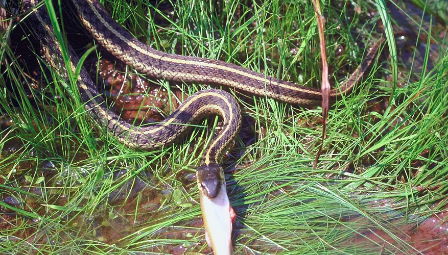 The Snake Hibernation Period | Sciencing