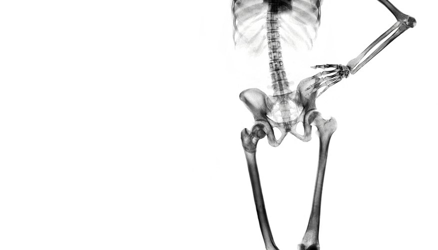 The skeletal system provides the framework for the body's shape.