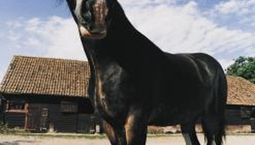 Clydesdales usually have beautiful white hair at the extremities of their legs, called 