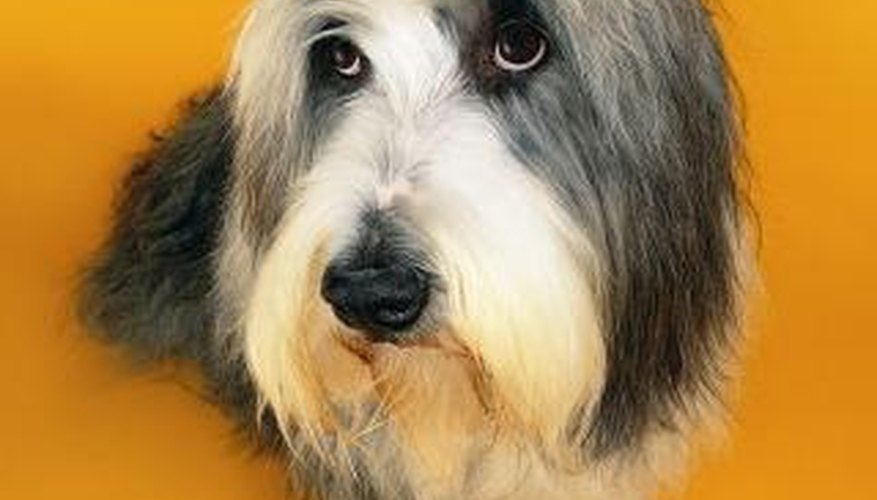 Grooming your bearded collie takes time and practice and must be done before they are bathed.