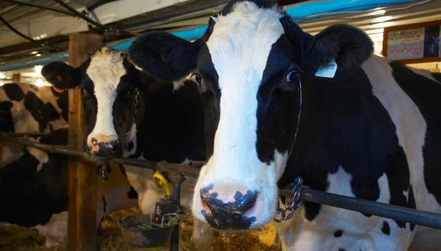 Photo Credit: Jupiterimages/Photos.com/Getty Images Cattle require more space and feed and larger living quarters than most animals.