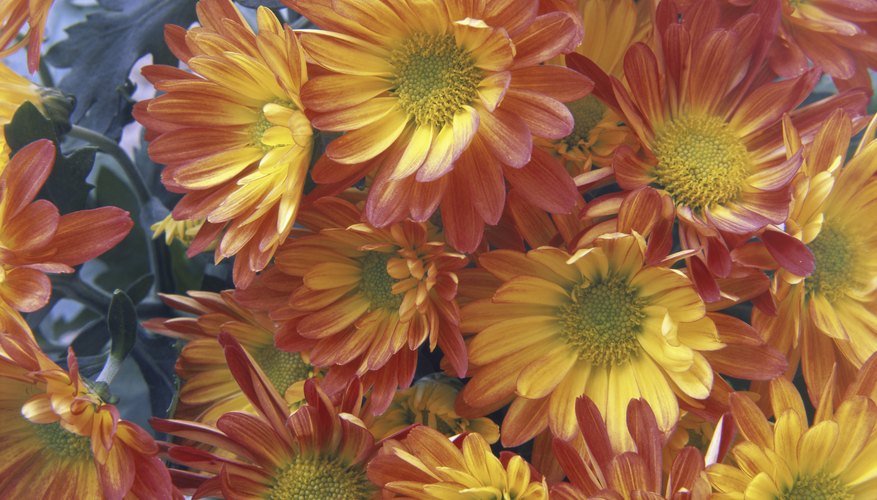 Orange and yellow chrysanthemums