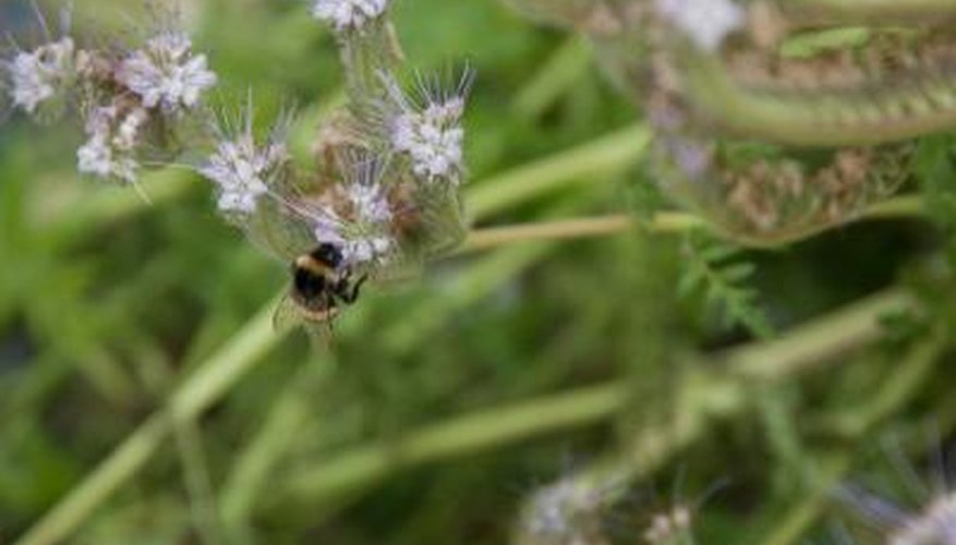 Lavender plants attract bees.