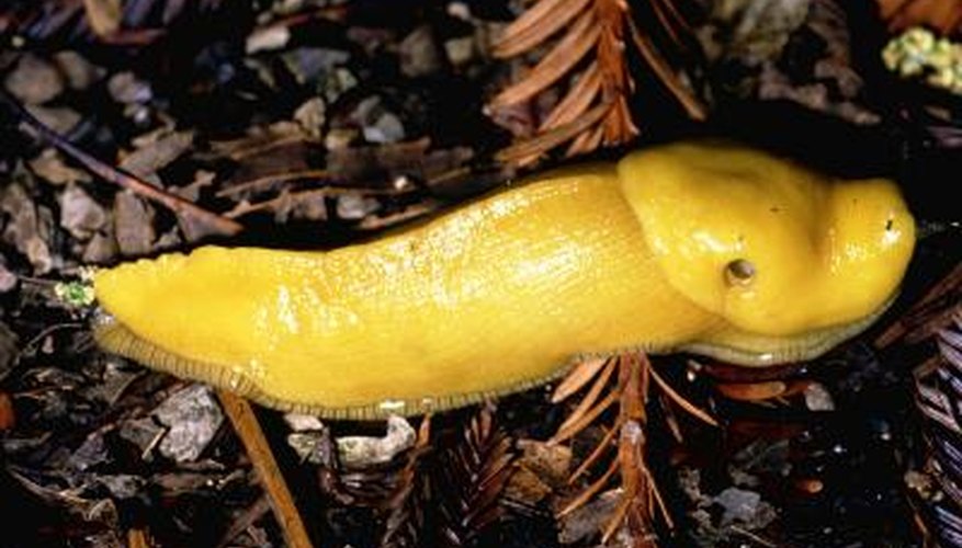 Slugs like to feast on your delicate garden flowers.