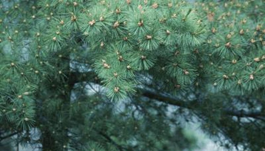 Pine cones are an abundant food source for wild birds.