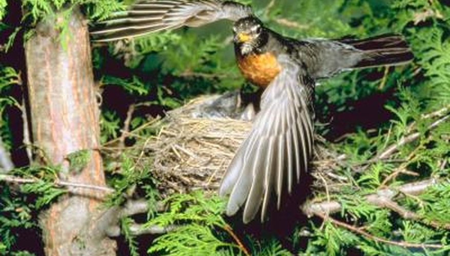 A female robin uses the wrist of a wing to neatly shape its nest.