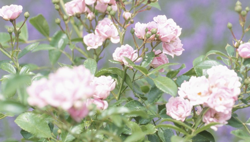 Pearl is compared to the rosebush and the