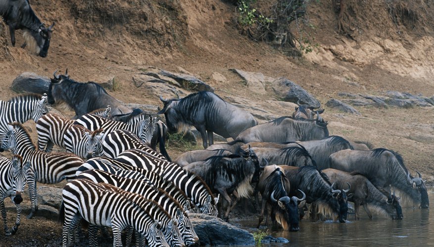 examples-of-the-food-chain-in-the-african-savanna-synonym