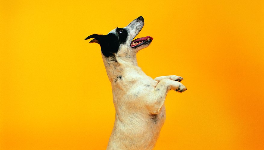Rewards and punishments work for dogs, but can they improve human conduct?