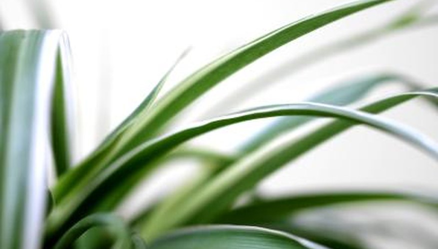 Spider plants can be fed to bearded dragons.
