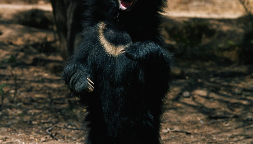 Choose a bear-related complementary costume to match your boyfriend.