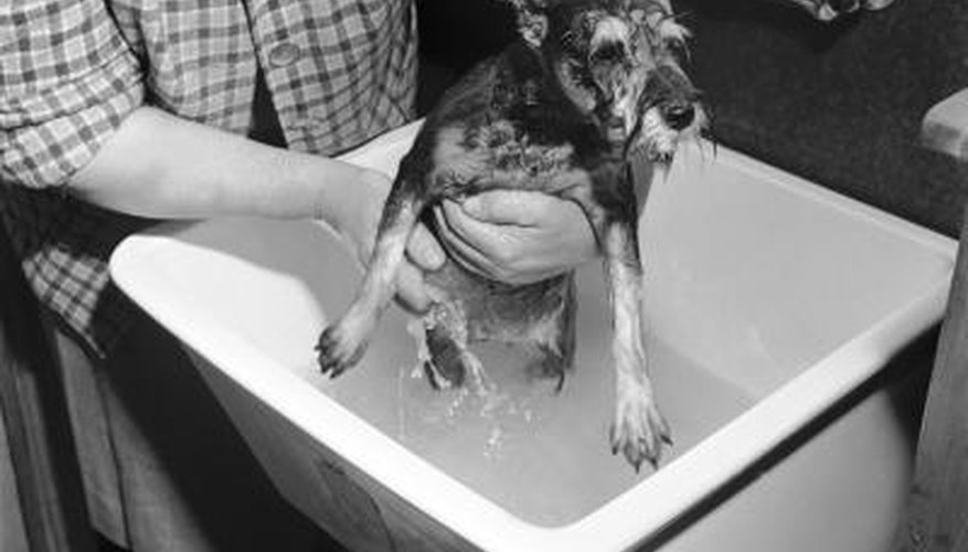 Bathing your dog is easy if you have proper dog wash facilities.