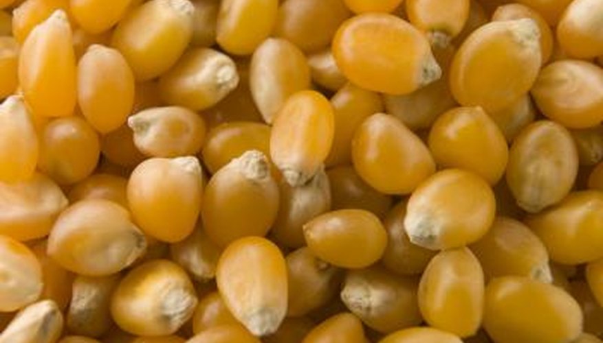 Corn for popping has a hard outer shell and a soft, starchy centre.