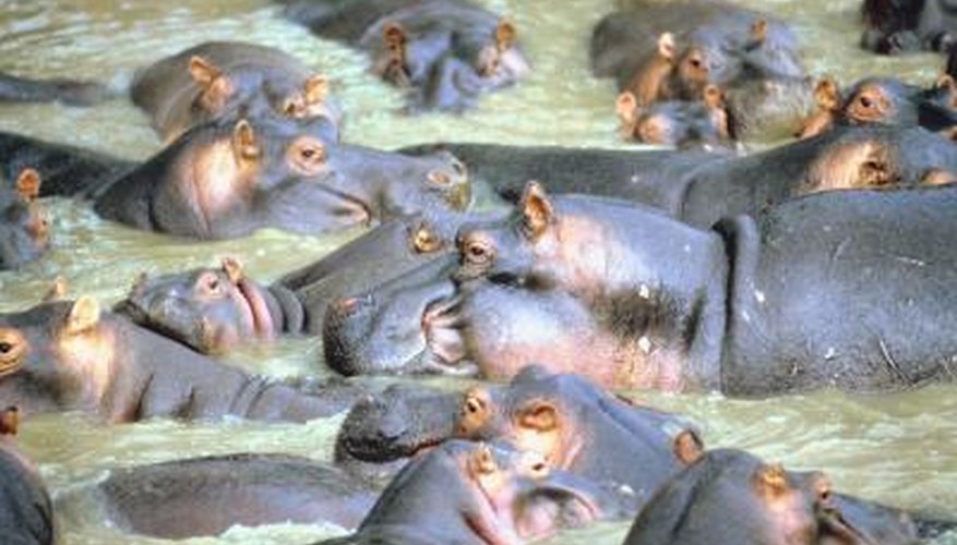 Hippo reproduction rates should result in a 7.5% growth rate for the hippo herd.