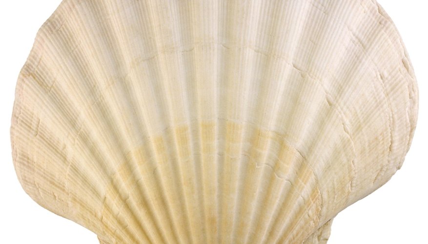 What Do Sea Scallops Eat & Where Do They Live?