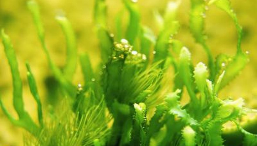 Algae demonstrates the ability to adapt to its surroundings.
