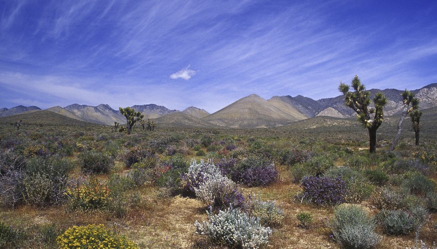 soil-characteristics-of-deserts-sciencing