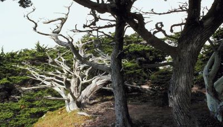 Monterey cypress trees have distinctive branches.
