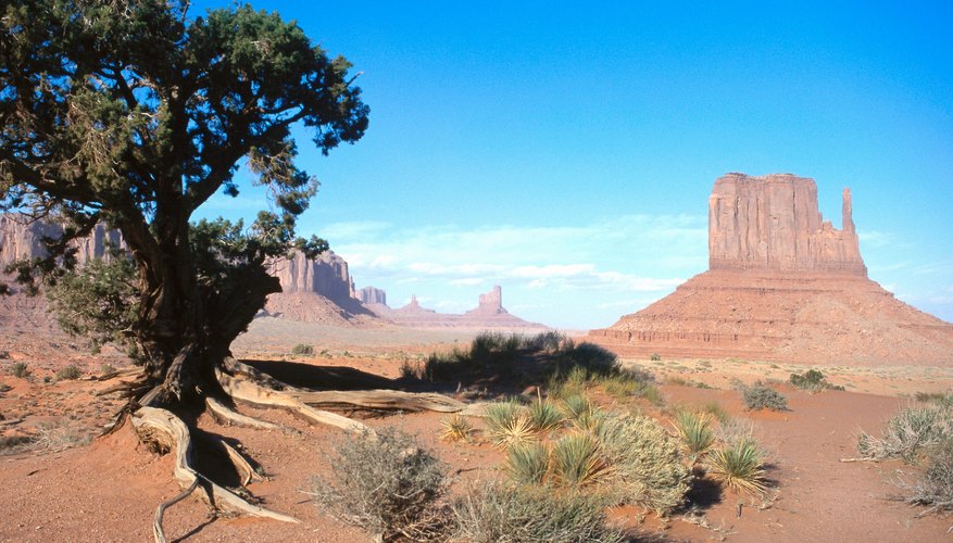 Navajos constructed bows, spears and other weapons from natural resources like flint and hardwood.