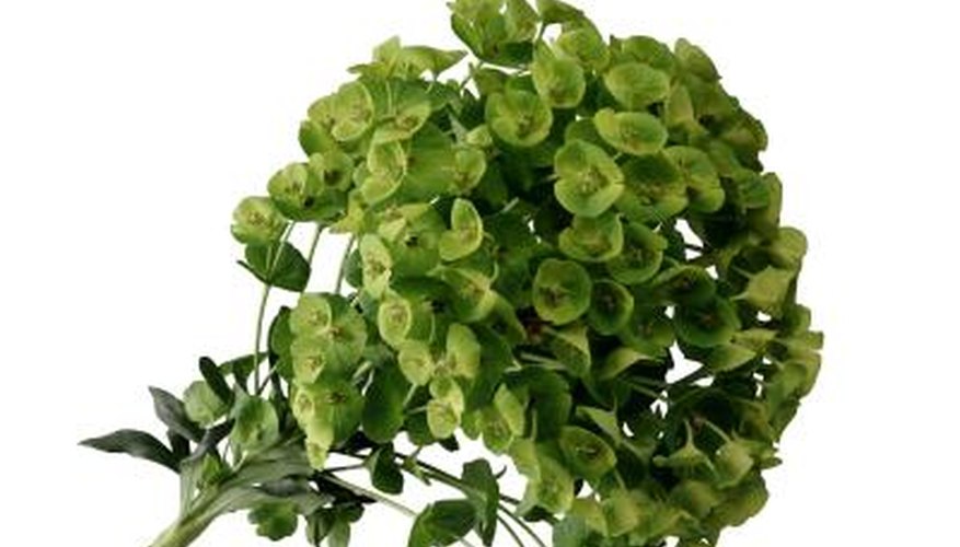 Euphorbia is a valuable addition to a Mediterranean-style garden.