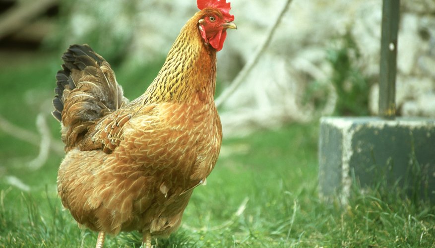 Terramycin is a safe antibacterial agent used for poultry.