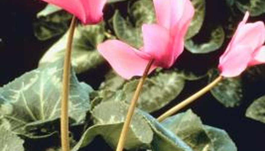 Cyclamen is grown as a houseplant.