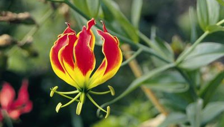 Flame lilies are often cut and used in tropical flower arrangements.