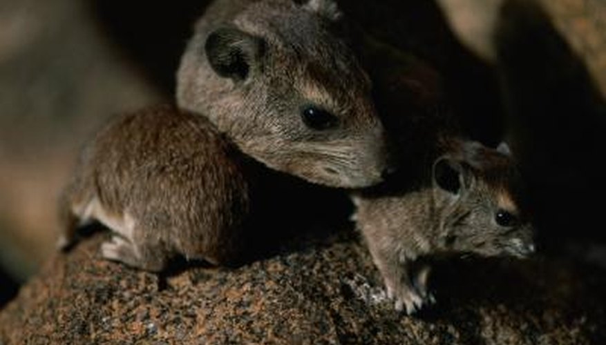 Rats are wary and clever, making them tough to trap.