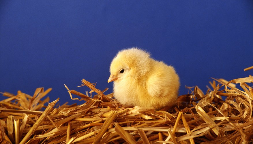 Preschool children will love learning about chickens and eggs.