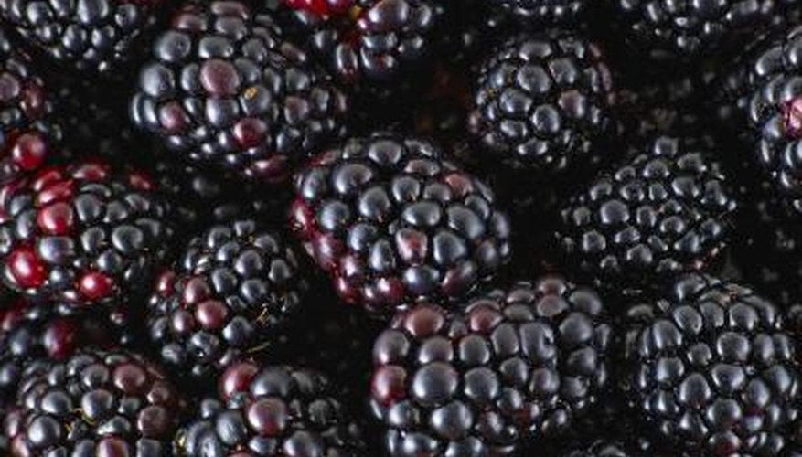 Dark, sweet fruit is one of the advantages of growing blackberry bushes.