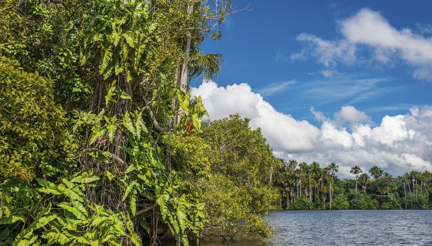 The Amazon jungle in Peru