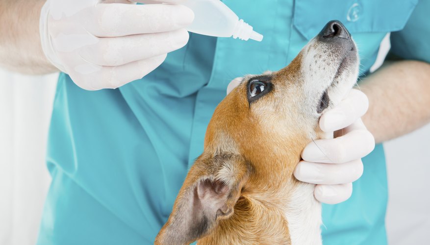 Dog getting eye drops administered.