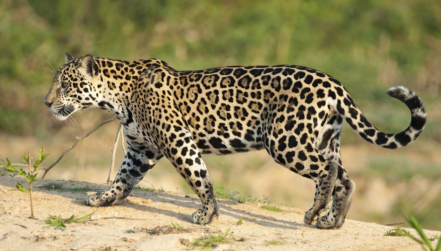 Why Are Jaguars Endangered Animals? | Sciencing