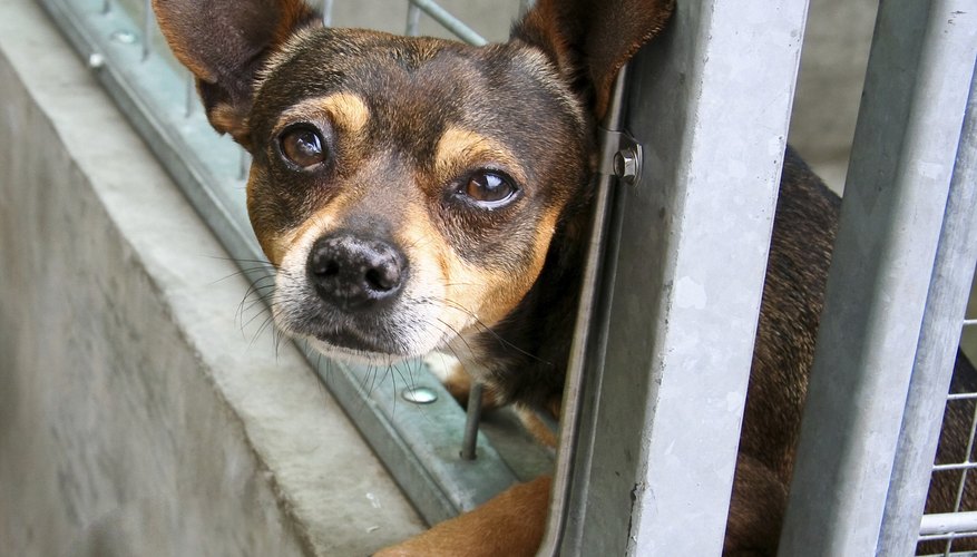 dog at animal shelter