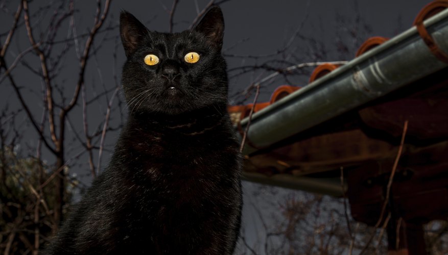 Photo Credit: Diamantis Seitanidis/iStock/Getty Images Wait for the light to catch the animals eyes.