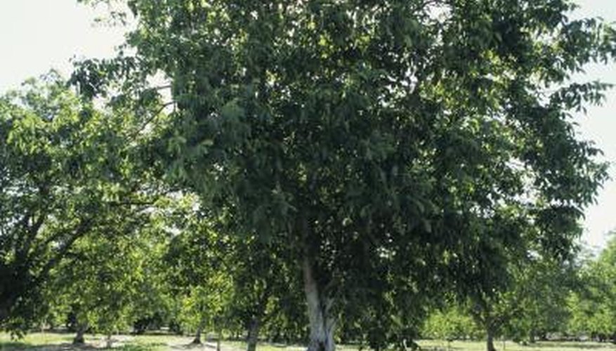 An adolescent walnut tree in an orchard setting