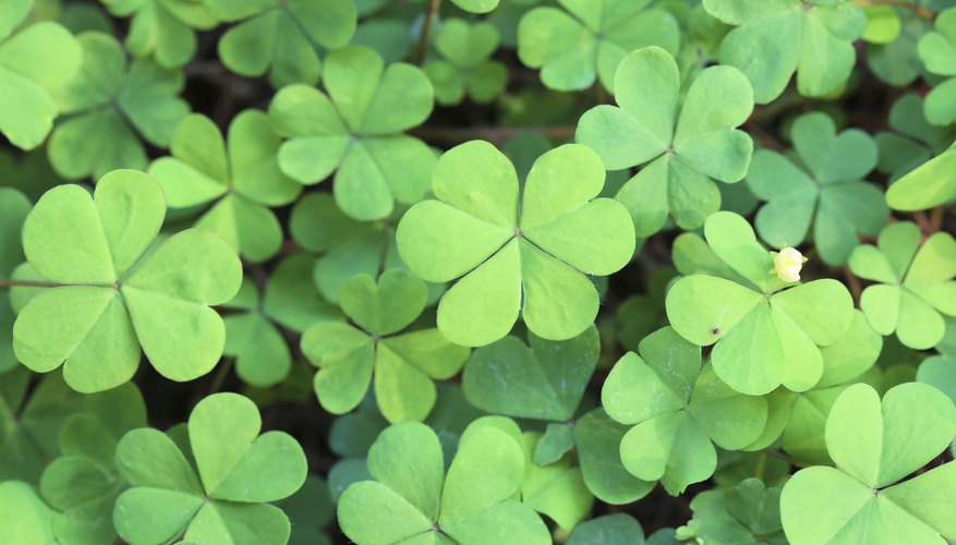 Green clover